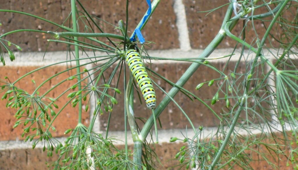 A lush fern with vibrant green fronds accompanied by a jar of Epsom salt and a wooden scoop on a rustic garden table.