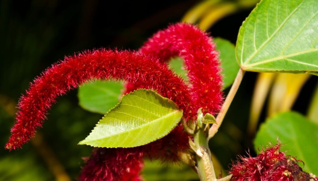 A vibrant Red Hot Cat Tail plant with long, fuzzy red flowers cascading down, surrounded by lush green foliage.