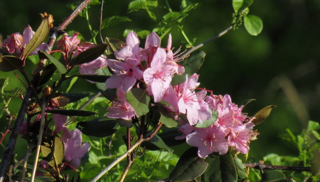 A lush garden showcasing rhododendron shrubs bursting with clusters of pink and purple blooms under bright sunlight.