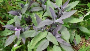 Sage Benefits: Culinary Uses and Health Perks Explained (2025)