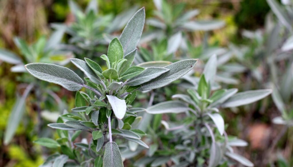 A bundle of fresh sage leaves with a soft, velvety texture, placed on a rustic wooden surface, showcasing their rich green color and delicate veins.