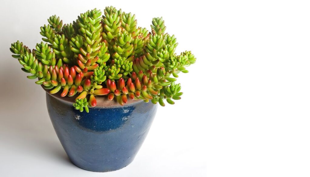 Close-up view of vibrant sedum succulents thriving in a propagation pot with rich, textured soil.