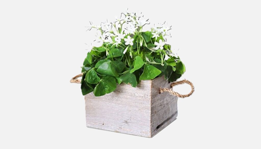 A vibrant Shamrock plant with lush green leaves, placed in a decorative pot on a wooden surface, showcasing its delicate clover-like foliage.