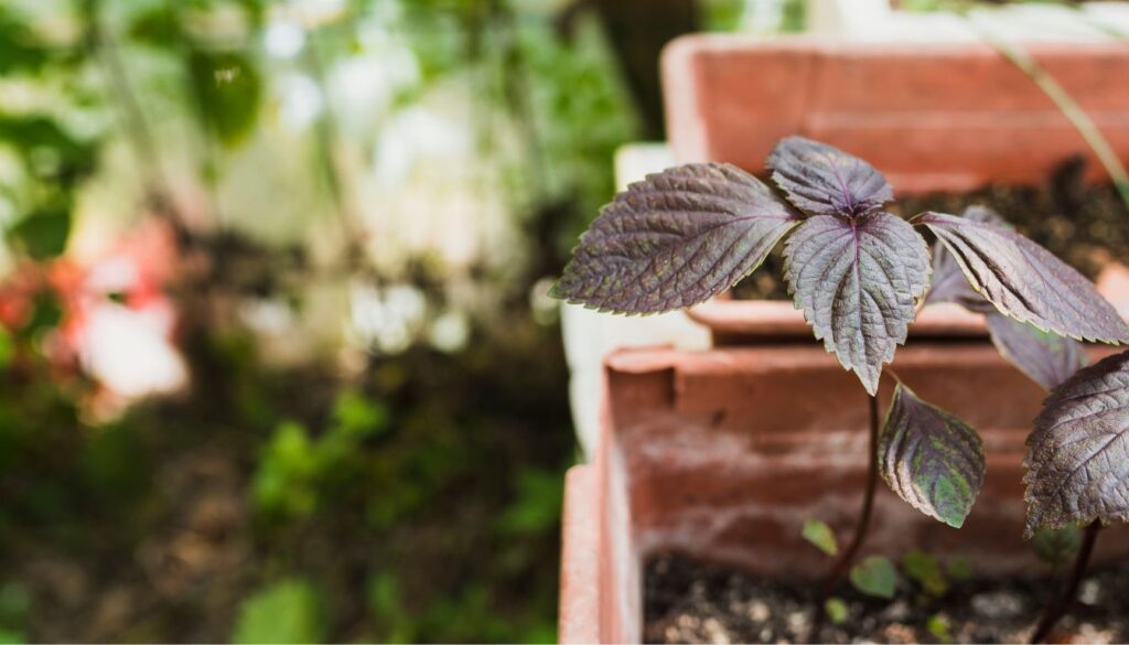 Close-up of a lush shiso plant with vibrant purple-green leaves growing in a well-tended garden.