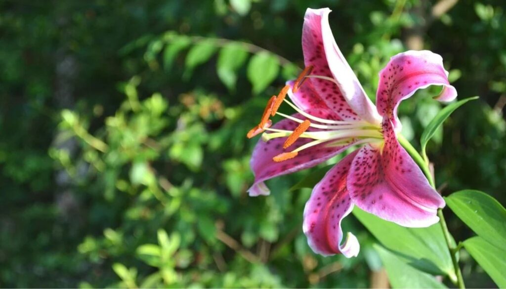 A close-up of vibrant pink Stargazer lilies in full bloom, with delicate petals speckled with darker pink spots and prominent stamens, set against lush green foliage.