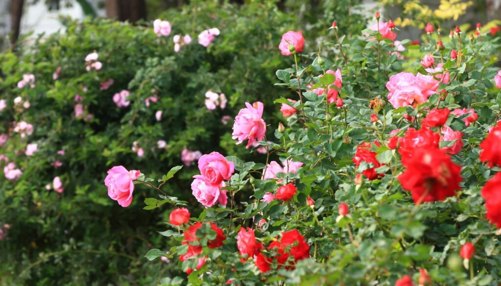 A vibrant garden bed showcasing low-growing ground cover roses in shades of red, pink, and white spread over lush green foliage, exemplifying a low-maintenance landscape.