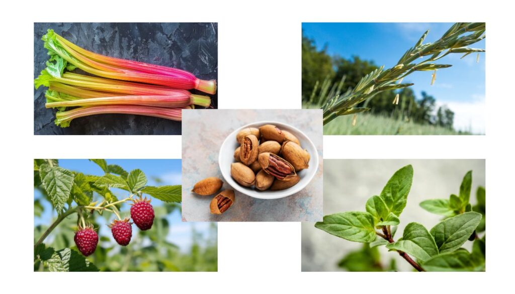 A colorful collage featuring various perennial vegetables, nuts, and fruits, highlighting sustainable and long-lasting garden crops.