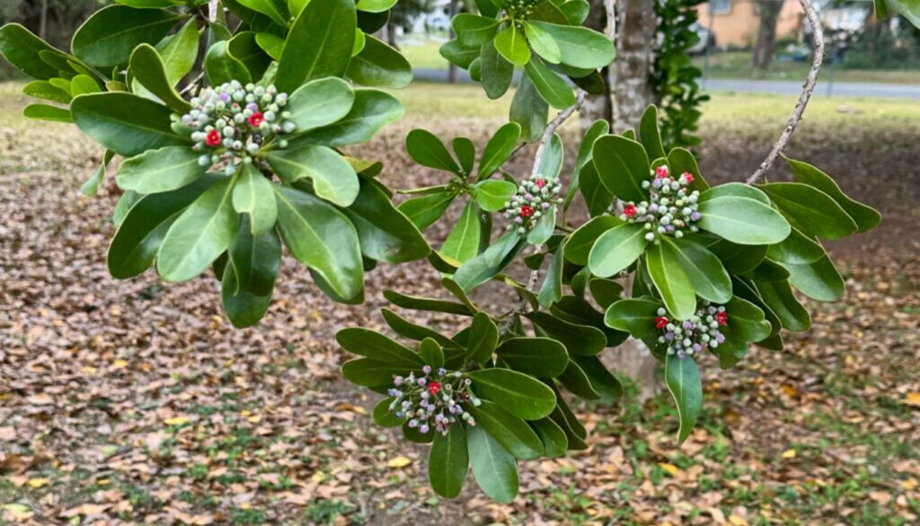 A flourishing garden featuring cinnamon bush shrubs with textured bark and aromatic green leaves, set among vibrant greenery and natural stone pathways.