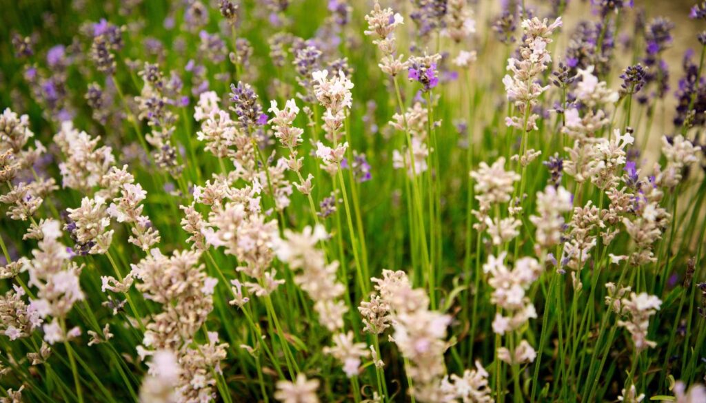 A close-up of delicate white lavender flowers in full bloom, their soft petals and slender stems creating a serene and elegant display.
