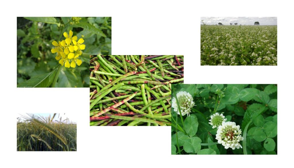 A collage of five different cover crops used for natural weed control in gardens, including yellow mustard, buckwheat, cowpeas, rye, and clover.
