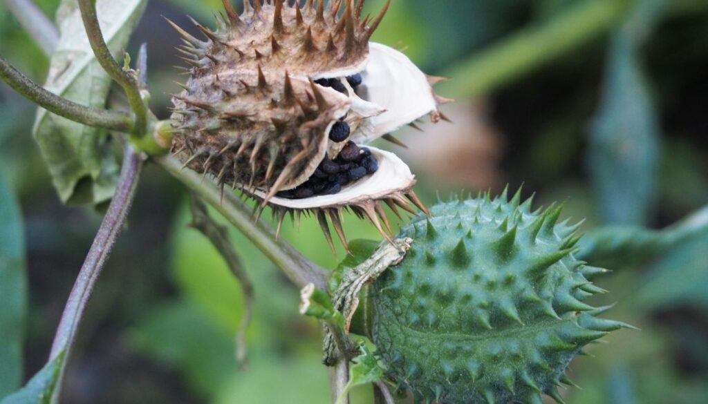 A close-up of angel trumpet seed pods hanging from a lush green plant, showcasing their unique shape and texture.