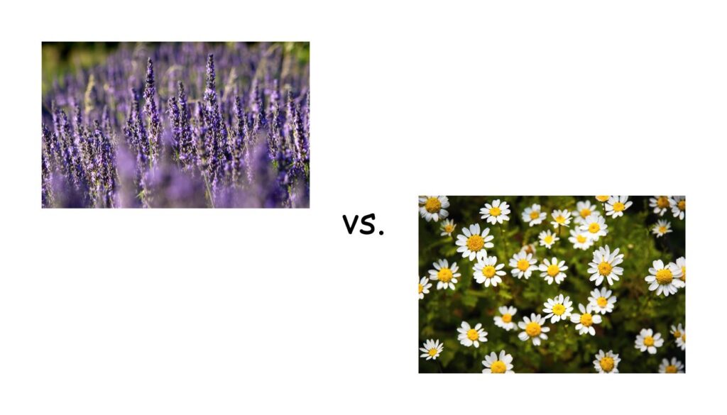 A comparison image showing a field of lavender flowers on the left and a cluster of chamomile flowers on the right, with the text 'vs.' in the center.