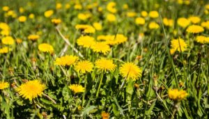 Dandelion vs. Burdock Root: Best Herbs for Natural Detox (2026)