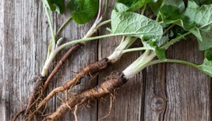 Dandelion vs. Burdock Root: Best Herbs for Natural Detox (2026)