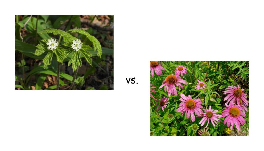 Comparison of Echinacea and Goldenseal plants for immunity benefits.