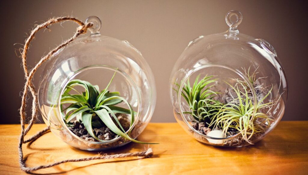 "A thriving air plant with delicate green leaves, placed in a decorative container, illustrating proper fertilization for vibrant growth.