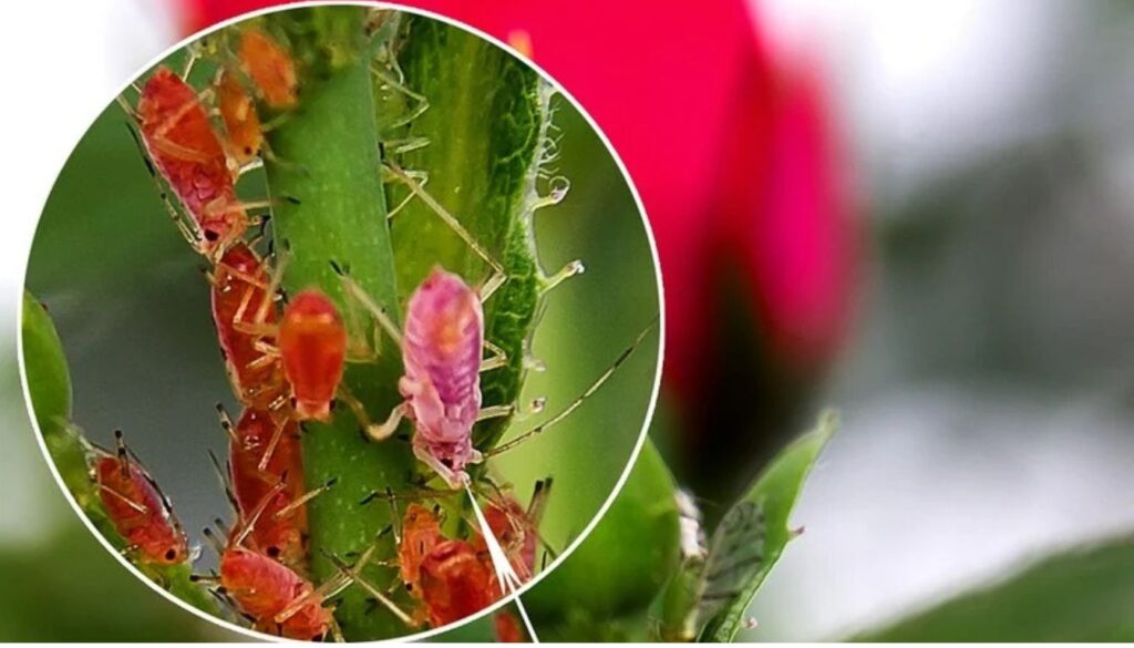 Close-up image of aphids on a rose stem, highlighting the infestation of small, reddish insects.