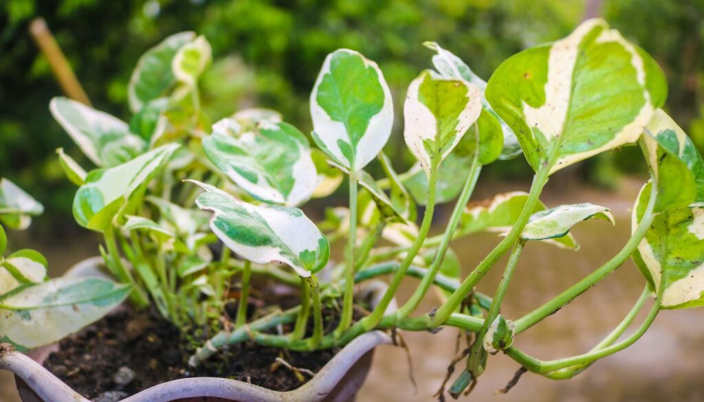 A vibrant Golden Pothos plant with lush green and yellow leaves, thriving in a decorative pot indoors.