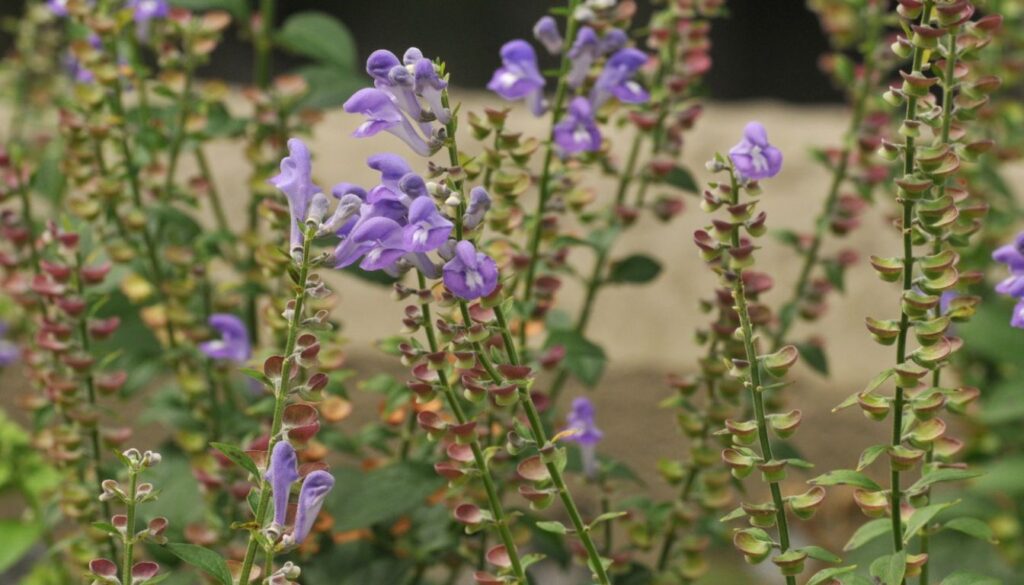 Blooming skullcap plants with vibrant purple flowers and green foliage in a garden setting.