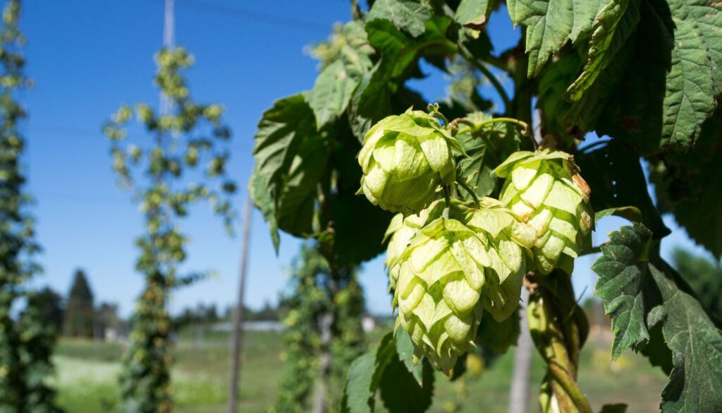 Close-up of green hops cones growing on a vine with leaves, set against a clear blue sky and blurred background of other hops plants.