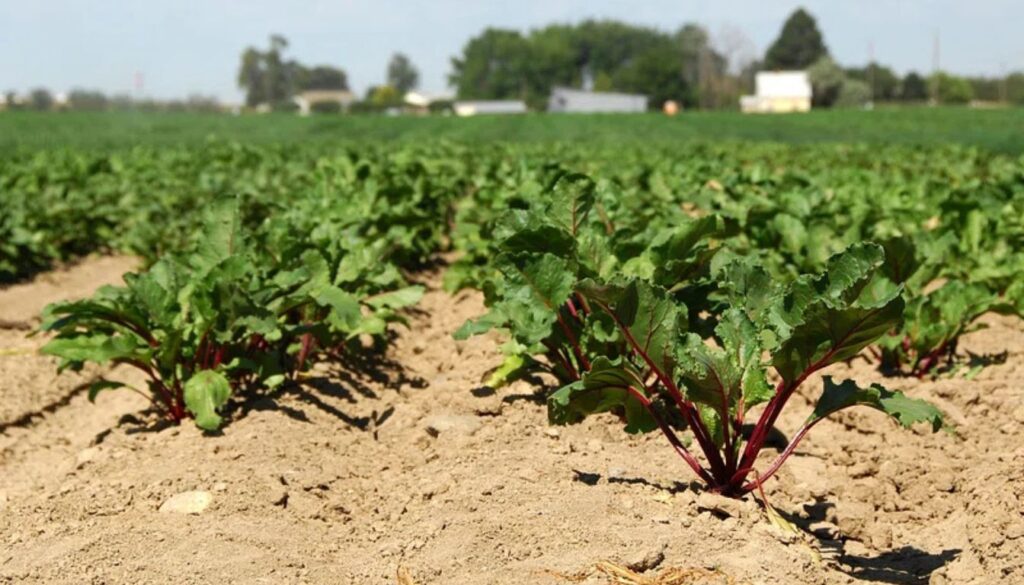 Rows of beet plants growing in a well-tended garden bed with vibrant green leaves and reddish stems.