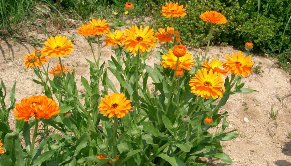 Bright orange calendula flowers blooming in a garden bed with green foliage and soft sunlight.