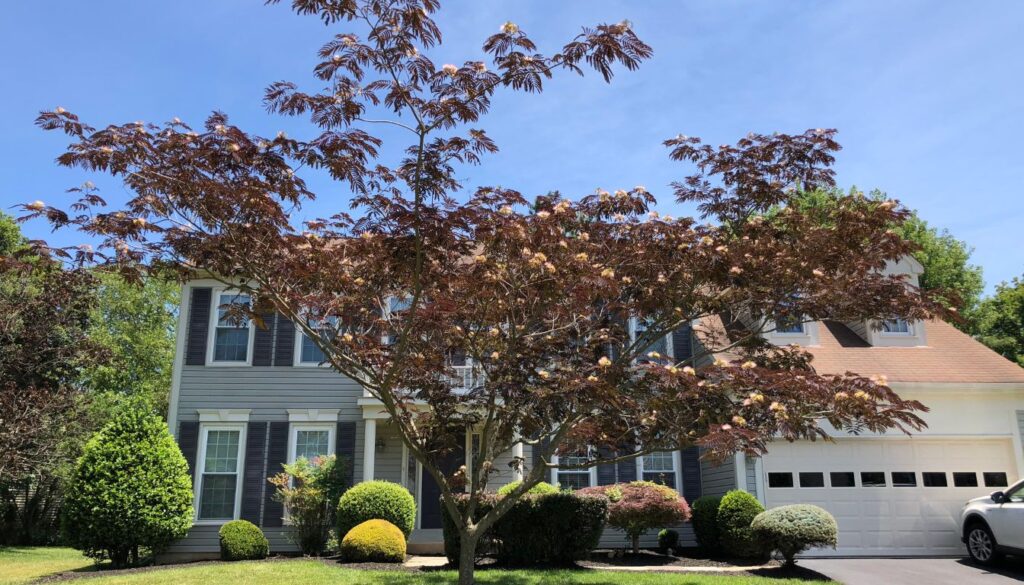 A lush mimosa tree standing in front of a house, its delicate pink blossoms creating a striking contrast against the greenery.