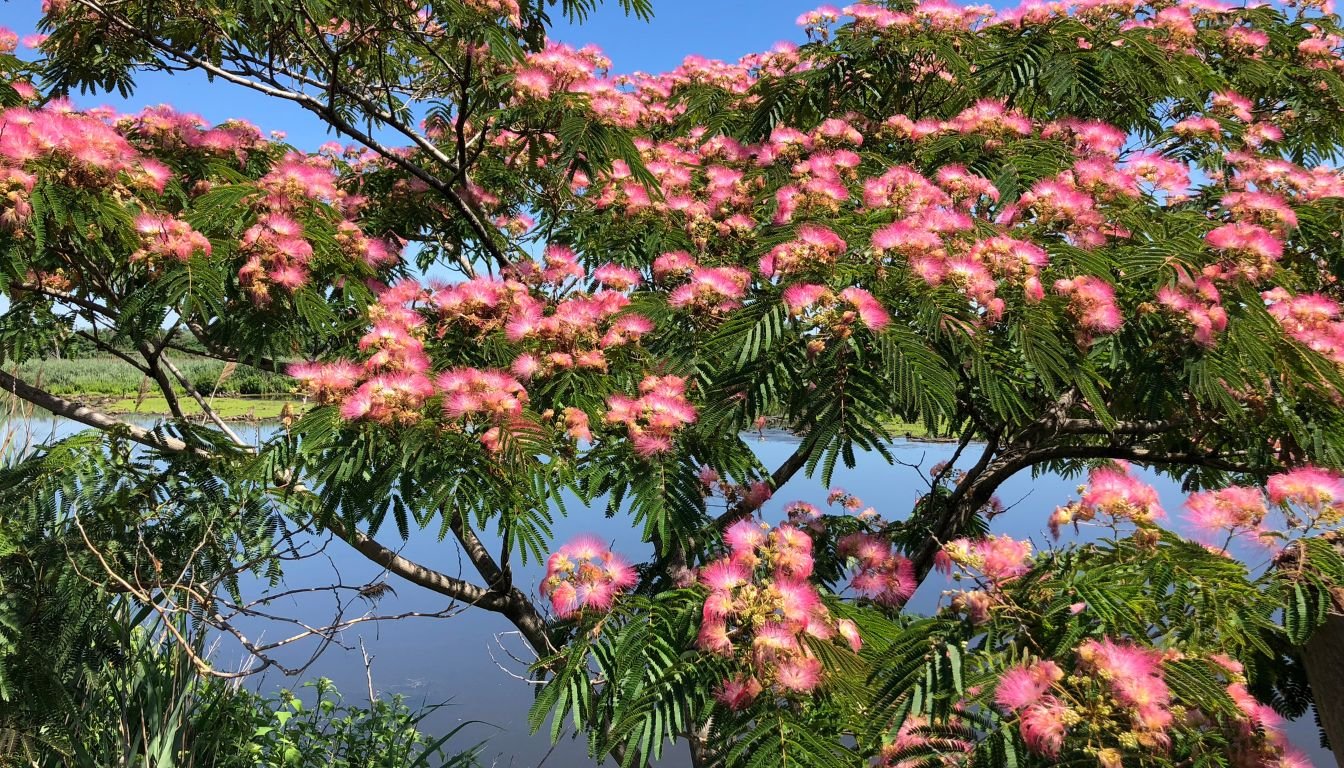 Pruning Mimosa Trees for Healthy and Stunning Blooms (2026)