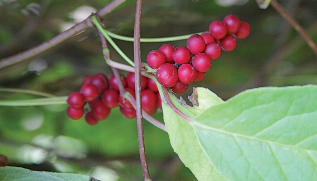 A close-up of dried Schisandra berries, known for their energy-boosting and wellness-enhancing properties.