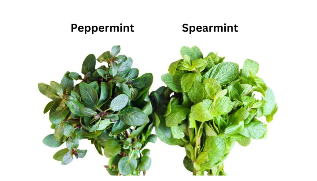 Two bunches of mint leaves side by side, labeled 'Peppermint' on the left and 'Spearmint' on the right.