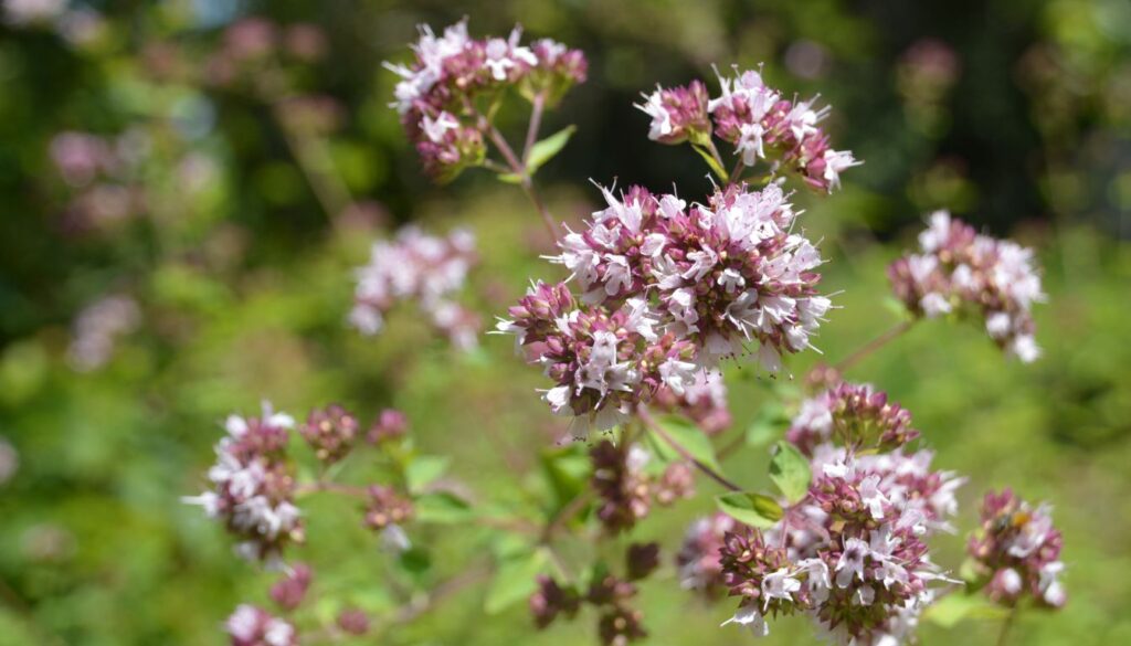 A freshly bloomed Sweet Marjoram plant with delicate green leaves and tiny white flowers, thriving in natural sunlight.