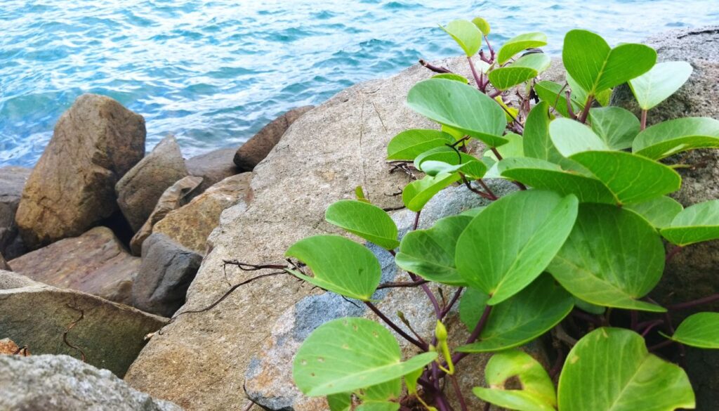 Coastal rocks with lush green leaves of a medicinal plant growing on them, with the ocean in the background.