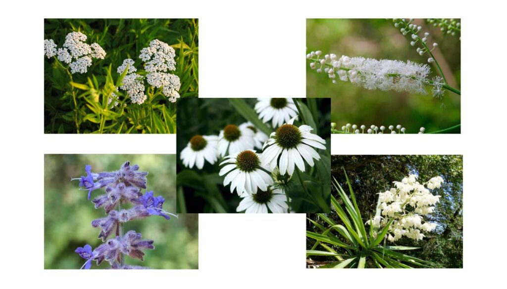 A collage of five different Native American herbal plants, showcasing their unique flowers and foliage.