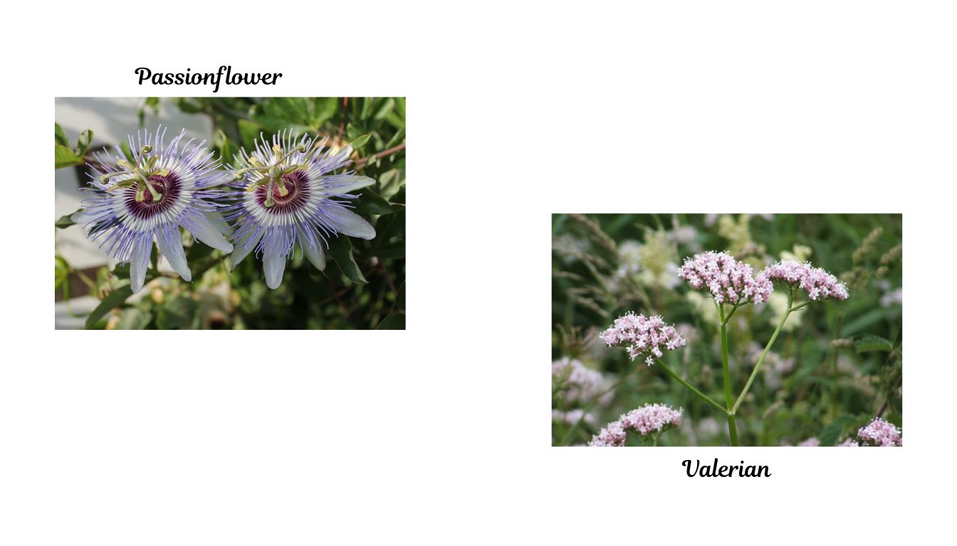 Two images side by side showing different plants. The left image is labeled "Passionflower" and shows two purple and white passionflowers. The right image is labeled "Valerian" and shows clusters of small pink valerian flowers