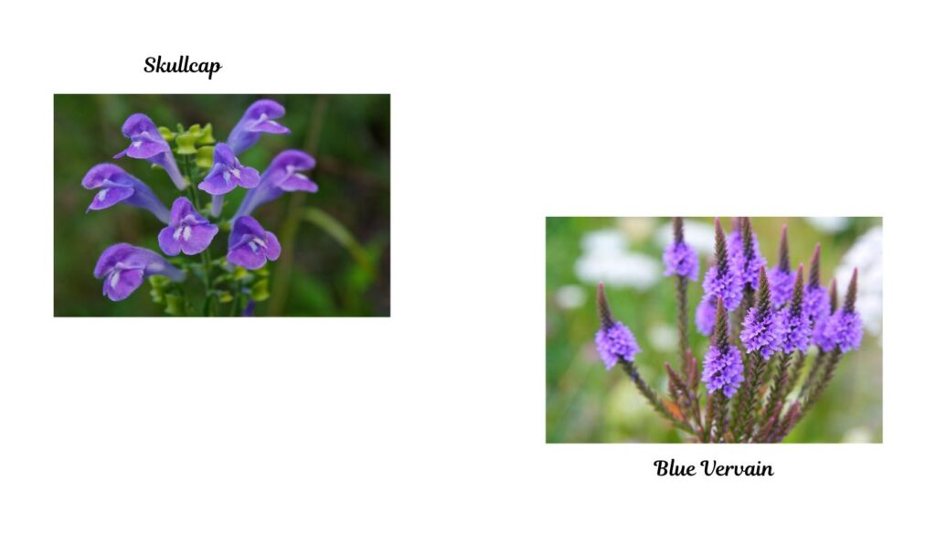 A comparison of two herbs, Skullcap and Blue Vervain, with images of each herb labeled accordingly.