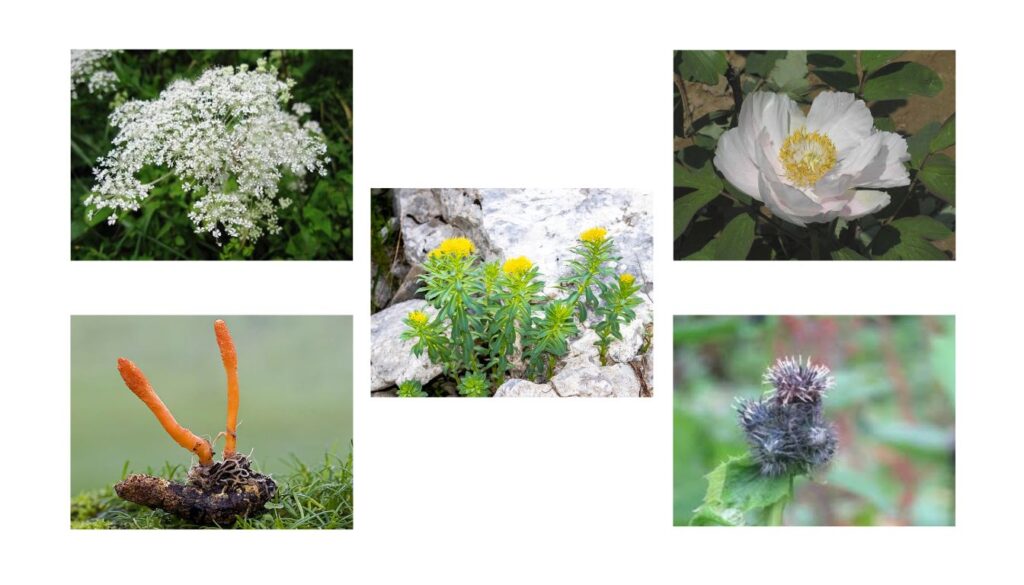 A collage of five images showcasing various plants used in Tibetan herbal medicine. The plants include white flowers, yellow flowers growing among rocks, a large white flower with yellow center, orange fungi, and purple spiky flowers.