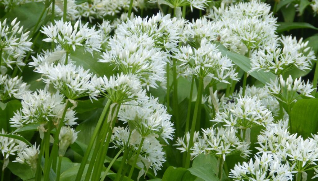 A close-up view of wild garlic plants with clusters of small white flowers and broad green leaves.