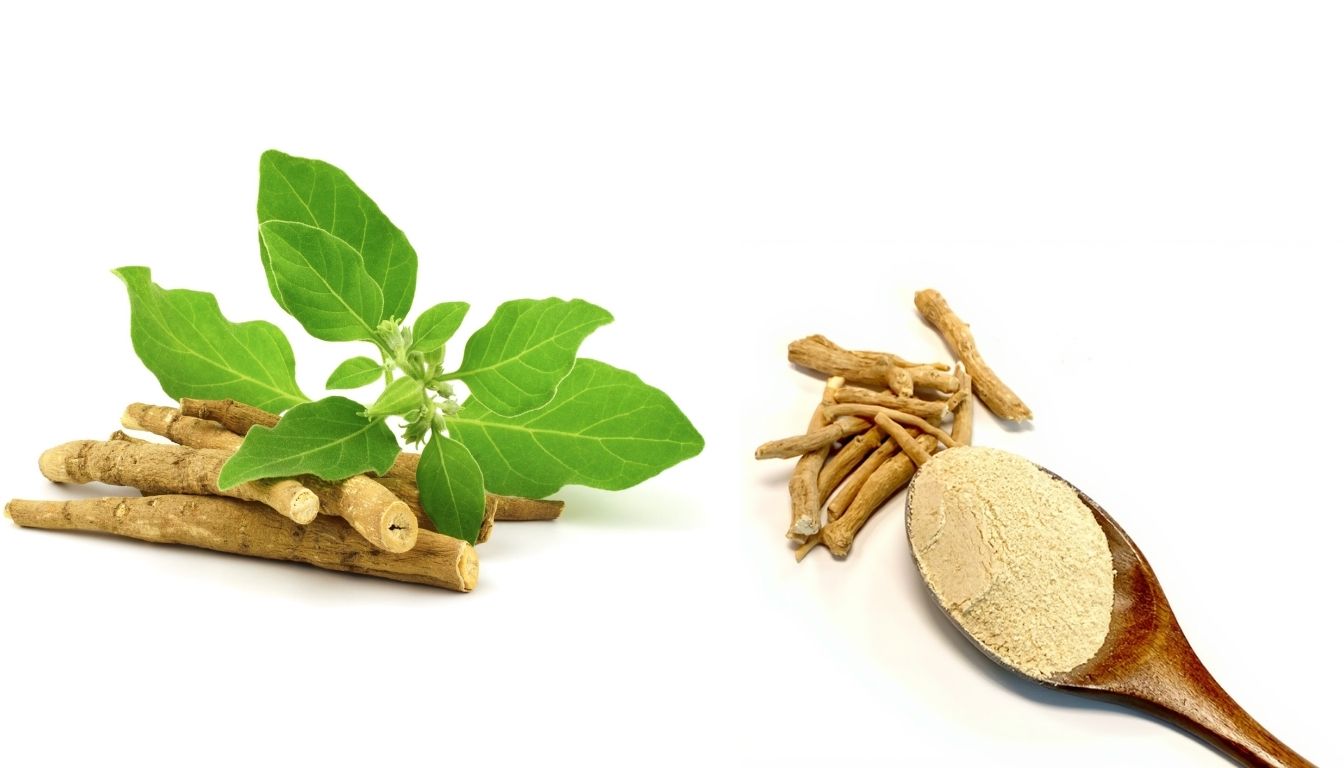 Fresh and dried Ashwagandha roots with powdered extract in a wooden spoon, illustrating its natural and supplement forms.