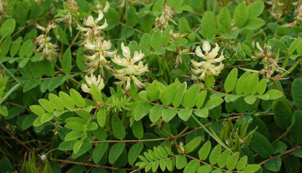 Astragalus Benefits and Uses