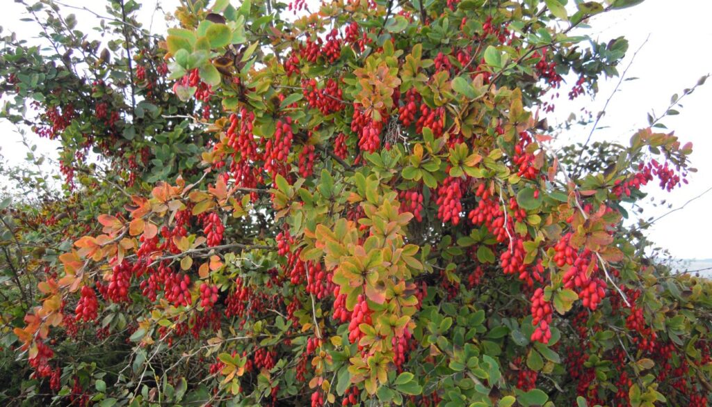Close-up of a barberry bush with clusters of bright red berries and green leaves, illustrating the plant’s medicinal and antioxidant-rich properties.