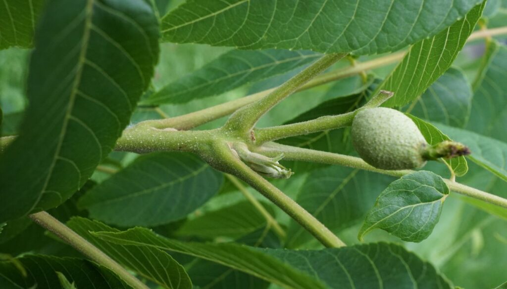 Young black walnut fruit in early development, surrounded by elongated green leaves with prominent veins.