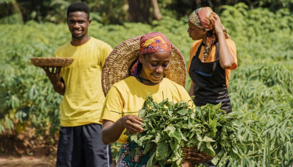 Three people in bright yellow and orange clothing harvesting leafy herbs in a lush green field under a sunny sky.