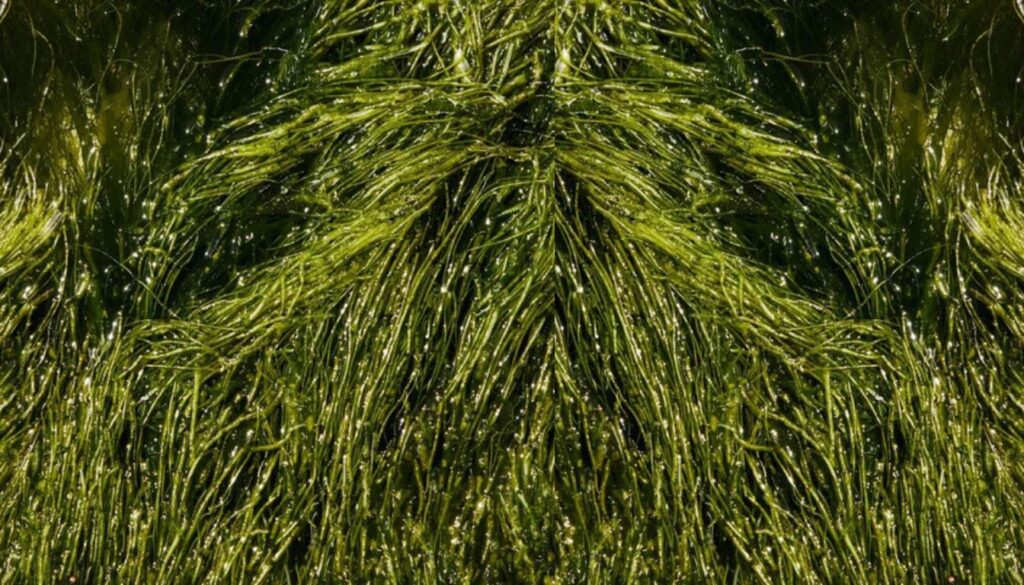 Close-up of vibrant green chlorella algae strands swaying underwater, highlighting their natural texture and color.