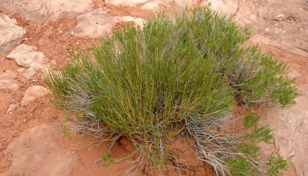 Ephedra Boost Metabolism and Lose Weight Now