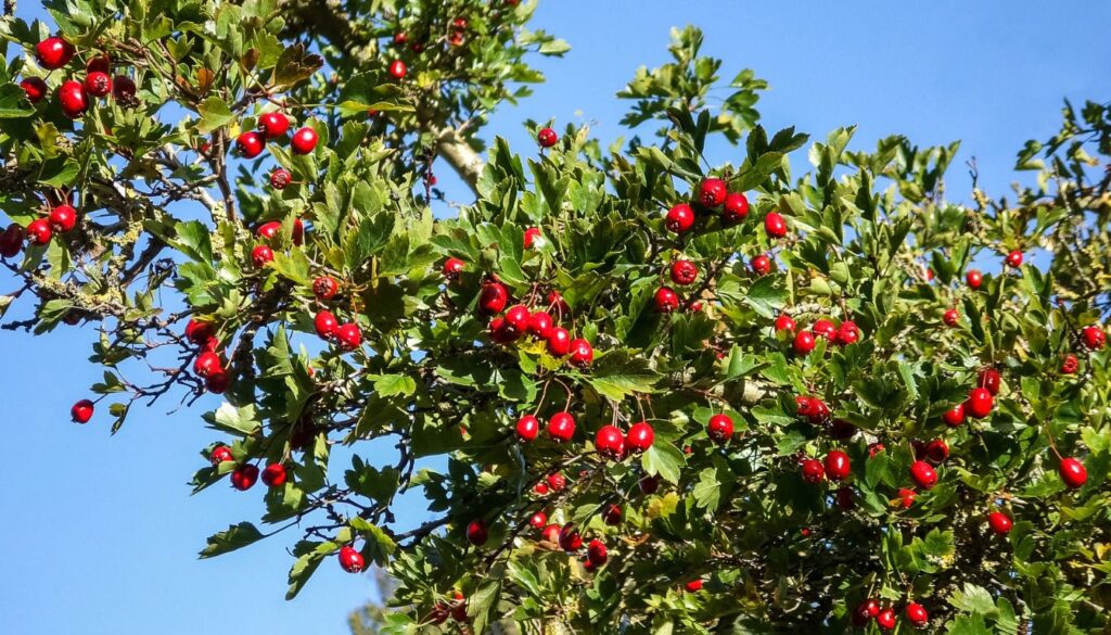 Hawthorn Berries