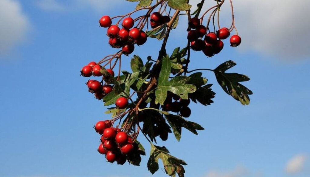 Hawthorn Berries