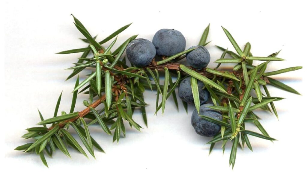 Close-up of a juniper branch with dark blue berries and sharp green needle-like leaves, highlighting the plant’s distinctive look and natural wellness uses.