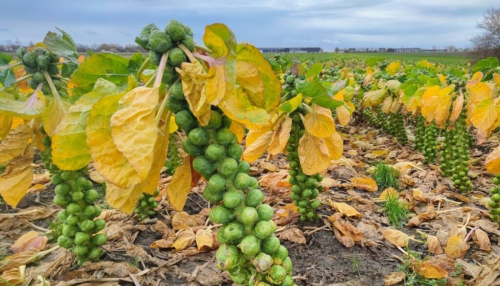 Field of Brussels sprouts with tall stalks, green sprouts, and large leaves in a rural setting.