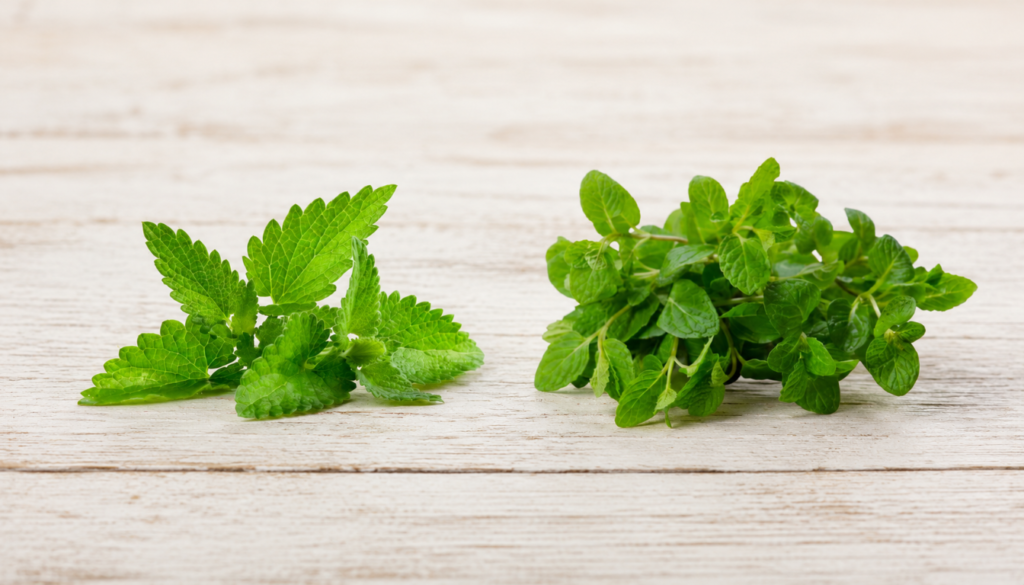 Spearmint vs Peppermint Choosing the Best Mint for You