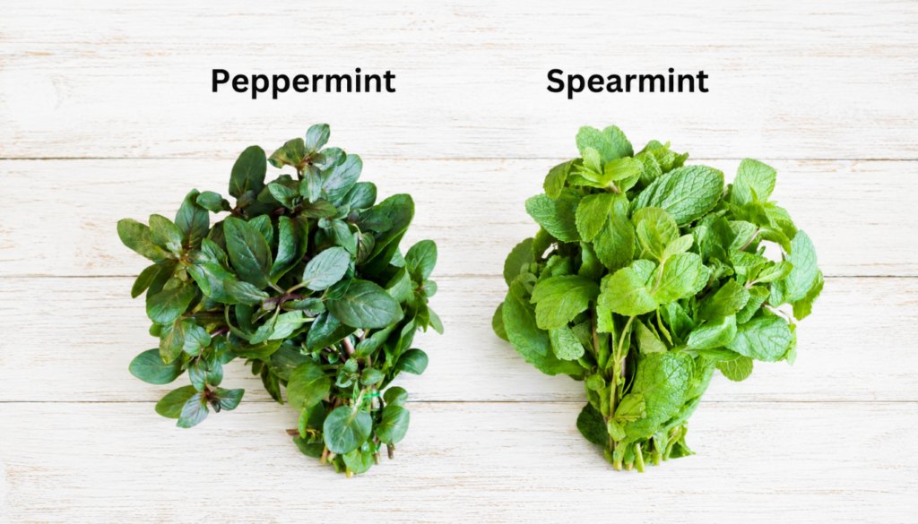Two bunches of fresh mint on a light wooden surface, labeled peppermint and spearmint, showing their differences in color and leaf texture.